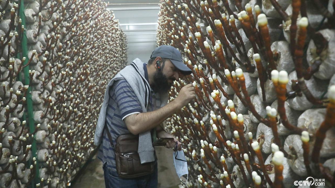 7个国家、23 名外国学员实地参观学习 共探“金伞伞”致富之道